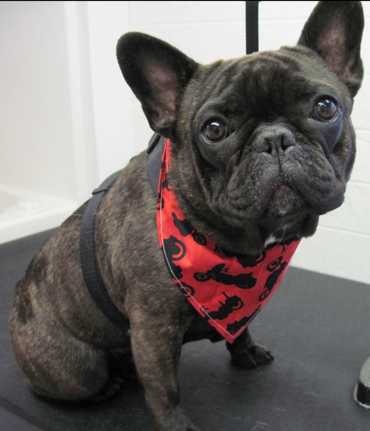 Pic of the Litter: Gus